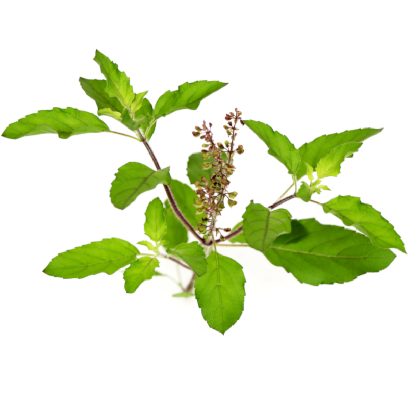 Tulasi Leaves (Holy Basil Leaves) if available 100g
